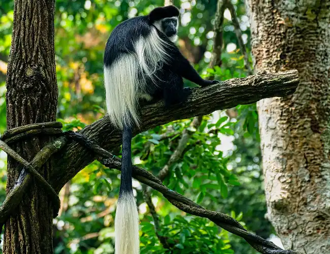 Kigezi Game Reserve